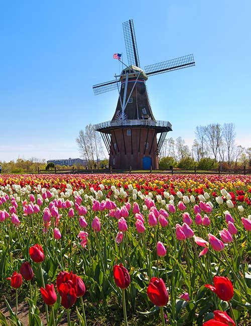 Holland Tulip Bus Tour