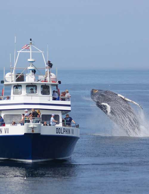 Cape Cod Whale bus Tour
