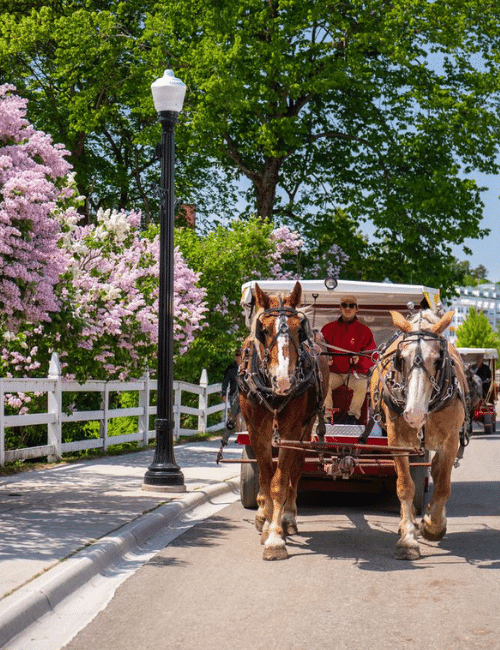 Mackinac Island Lilac Festival